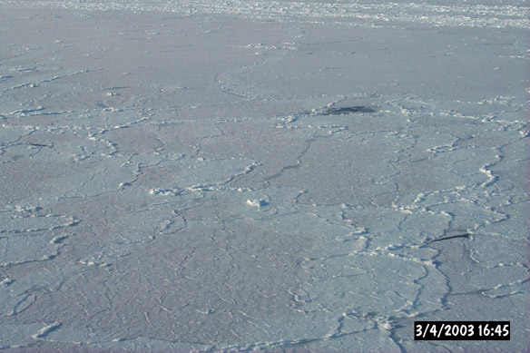 Wiggly, refrozen leads & various